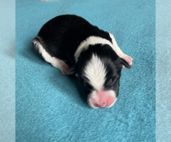 Medium Photo #1 Border Collie-Papillon Mix Puppy For Sale in CULPEPER, VA, USA