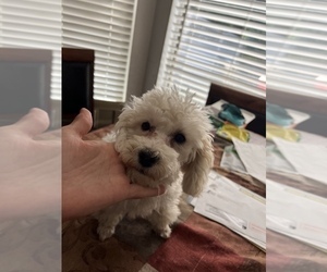 Poodle (Toy)-ShihPoo Mix Puppy for sale in LONG GROVE, IL, USA