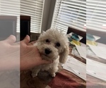 Small Poodle (Toy)-ShihPoo Mix