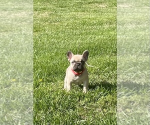 French Bulldog Puppy for sale in SPRINGFIELD, MO, USA