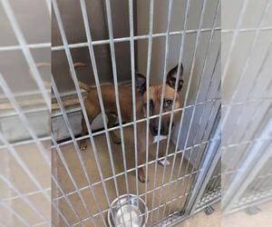 Mutt Dogs for adoption in Sacramento, CA, USA