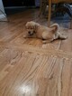 Small Photo #7 Golden Retriever Puppy For Sale in FRESNO, CA, USA