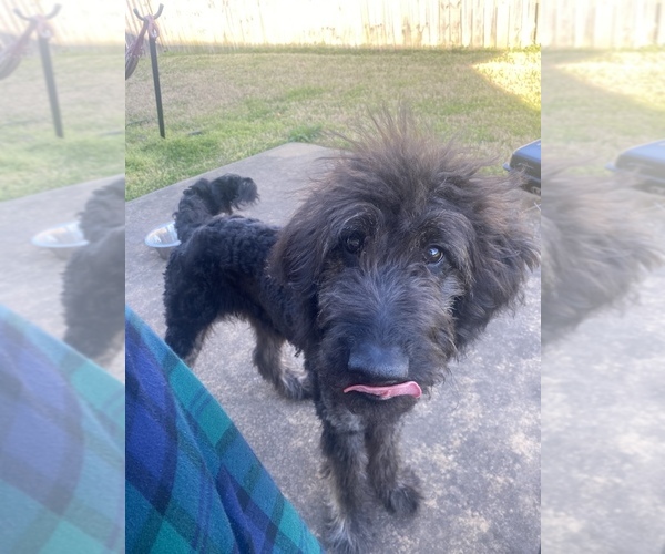 Medium Photo #1 Goldendoodle-Poodle (Standard) Mix Puppy For Sale in ALEXANDER, AR, USA
