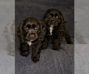 Cocker Spaniel Puppy for sale in BRECKENRIDGE, CO, USA