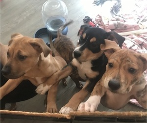 American Pit Bull Terrier-Rotterman Mix Puppy for sale in CEDAR RAPIDS, IA, USA