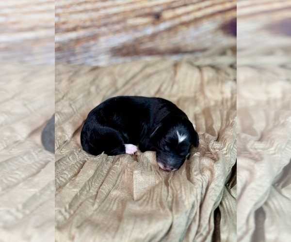 Medium Photo #24 Goldendoodle (Miniature) Puppy For Sale in HALTOM CITY, TX, USA