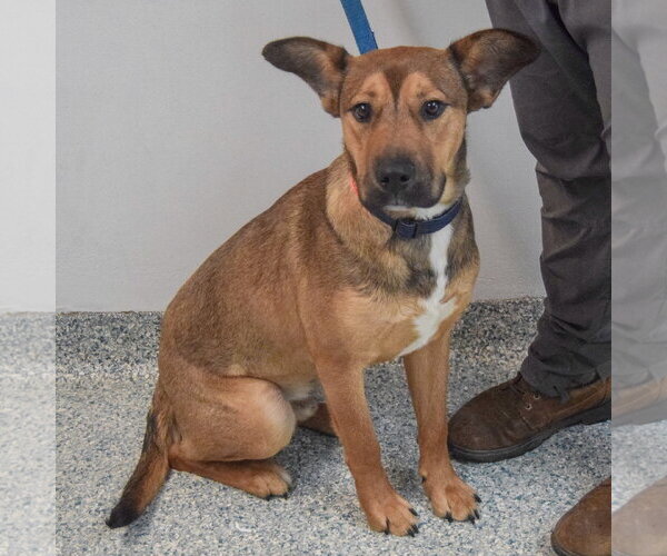 Medium Photo #7 German Shepherd Dog-Unknown Mix Puppy For Sale in Huntley, IL, USA