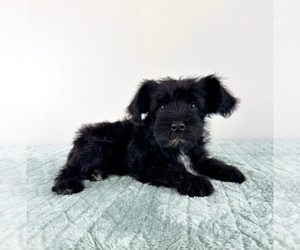 Schnauzer (Miniature) Puppy for sale in GREENFIELD, IN, USA