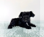 Image preview for Ad Listing. Nickname: AKC Sammy