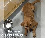 Small Labrador Retriever Mix