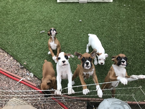 Medium Photo #1 Boxer Puppy For Sale in COLORADO SPRINGS, CO, USA