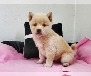 Shiba Inu Puppy for sale in CLARK, MO, USA