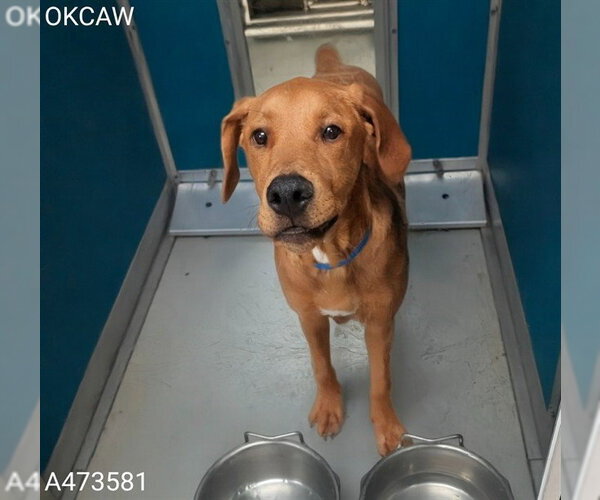 Medium Photo #1 Redbone Coonhound-Unknown Mix Puppy For Sale in Oklahoma City, OK, USA