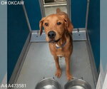 Small Redbone Coonhound Mix
