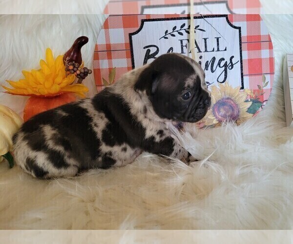 Medium Photo #6 Faux Frenchbo Bulldog Puppy For Sale in PASCO, WA, USA