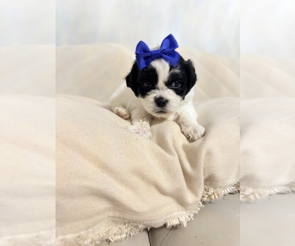 Medium Photo #8 Shih Tzu Puppy For Sale in LANCASTER, CA, USA