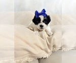 Small Photo #8 Shih Tzu Puppy For Sale in LANCASTER, CA, USA