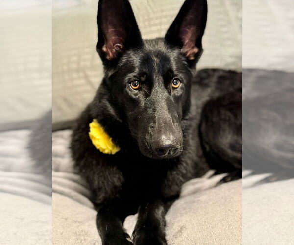 Medium Photo #4 German Shepherd Dog Puppy For Sale in Omaha, NE, USA