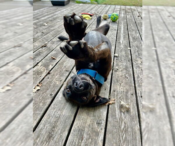 Medium Photo #6 Boxador Puppy For Sale in Minneapolis, MN, USA