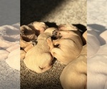 Small #1 English Cream Golden Retriever