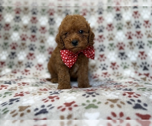 Medium Photo #5 Cavapoo (Miniature) Puppy For Sale in LAKELAND, FL, USA