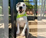 Small Photo #9 American Pit Bull Terrier-Unknown Mix Puppy For Sale in Redlands, CA, USA