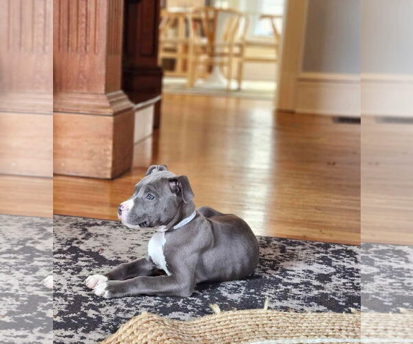 Medium Photo #4 Mutt Puppy For Sale in pomfret, CT, USA