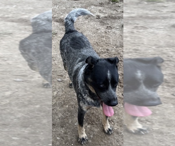 Medium Photo #5 Texas Heeler Puppy For Sale in RICHMOND, VA, USA