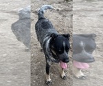 Small #4 Texas Heeler