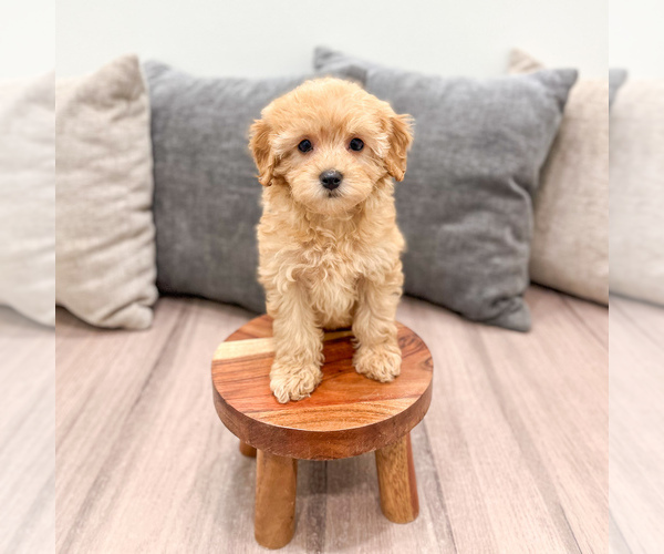 Medium Photo #6 Cavapoo (Standard) Puppy For Sale in DUNDEE, OH, USA