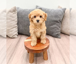 Small #5 Cavapoo (Standard)