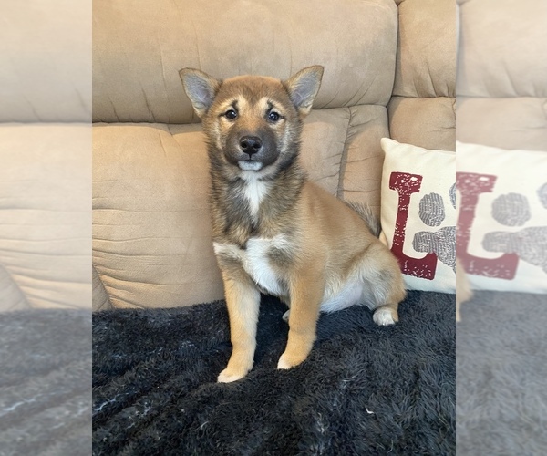 Medium Photo #1 Shiba Inu Puppy For Sale in STELLA, MO, USA