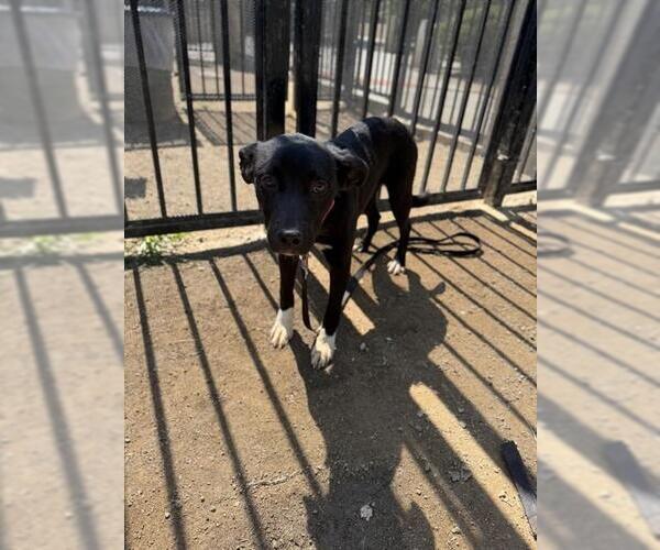 Medium Photo #2 Mutt Puppy For Sale in Riverside, CA, USA