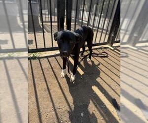 KUROMI - Female Labrador Retriever-Unknown Mix Dog for Adoption - Photo #2