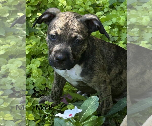 Medium Photo #3 Mutt Puppy For Sale in Rockaway, NJ, USA