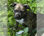 Small #2 Mutt