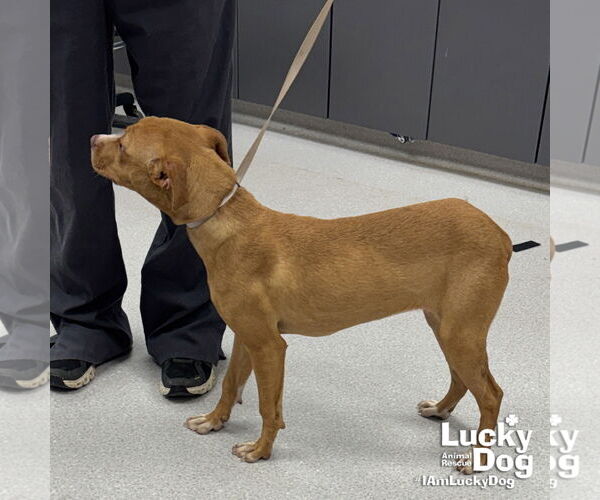 Medium Photo #2 Labrador Retriever-Unknown Mix Puppy For Sale in Washington, DC, USA