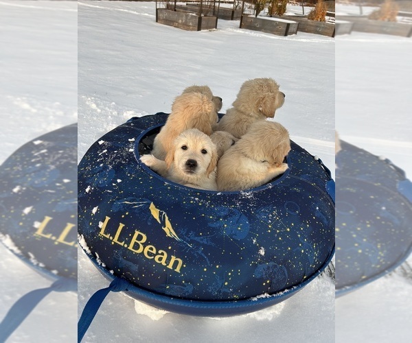 Medium Photo #2 Golden Retriever Puppy For Sale in CHARLOTTE, VT, USA
