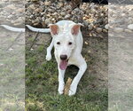 Small #1 Carolina Dog Mix
