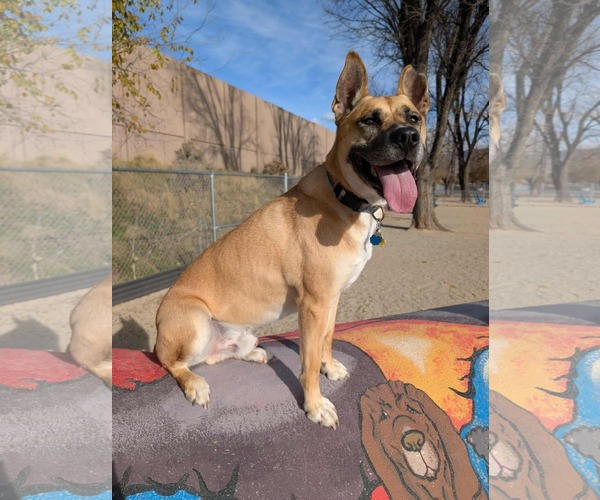 Medium Photo #13 German Shepherd Dog-Unknown Mix Puppy For Sale in Sandy, UT, USA