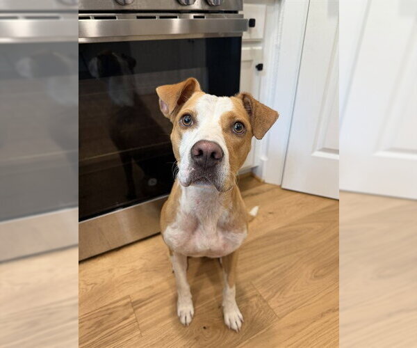 Medium Photo #1 Boxer-Unknown Mix Puppy For Sale in Conroe, TX, USA