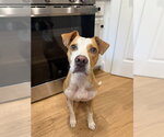 JUPITER - Male Boxer-Unknown Mix Dog for Adoption - Small photo