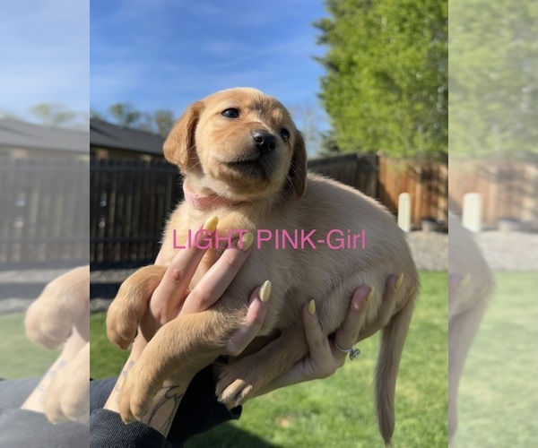 Medium Photo #19 Australian Labradoodle Puppy For Sale in STAR, ID, USA