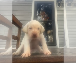 Labrador Retriever Puppy for sale in WILDWOOD, FL, USA