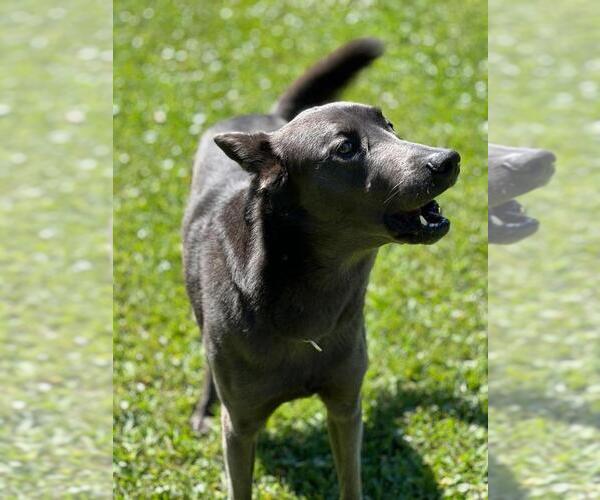 Medium Photo #1 Belgian Malinois Puppy For Sale in CRAWFORDVILLE, FL, USA