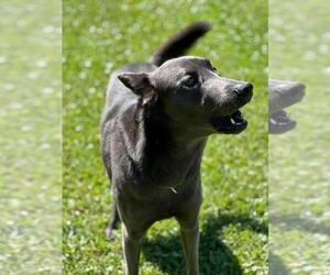 Father of the Belgian Malinois puppies born on 04/12/2025