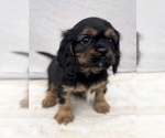 Small Photo #3 Cavalier King Charles Spaniel Puppy For Sale in EDWARDSBURG, MI, USA