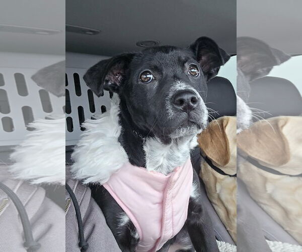 Medium Photo #5 Border Collie-Unknown Mix Puppy For Sale in Columbus, IN, USA