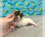 Image preview for Ad Listing. Nickname: Tiny Cecil