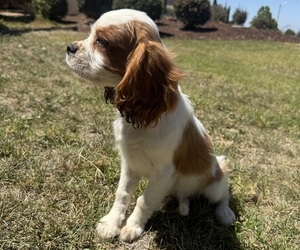 Cavalier King Charles Spaniel Puppy for sale in RIVERSIDE, CA, USA